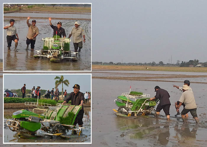 Suswono Turun ke Sawah, Coba Langsung Mesin Penanam Padi 